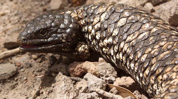 Shingleback