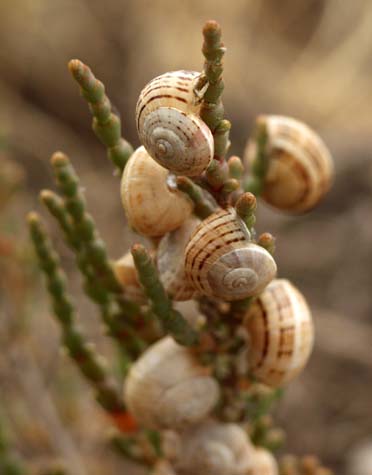 Snails