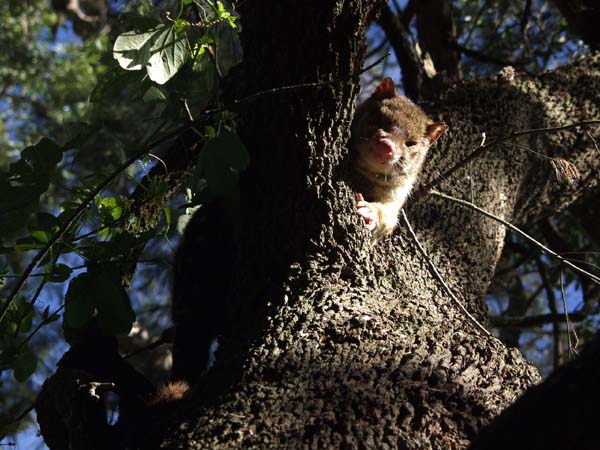 Spotted Quoll