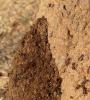 Ants building mound