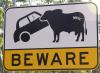 Beware of car eating cows