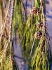 Casuarina closeup