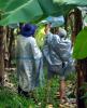 Checking bananas for ripeness