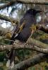 Currawong