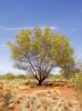 Desert tree