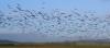 Flock of Magpie Geese