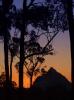 Glass House Mountain eucalypti