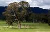 Grampians, Eucalyptus and sheep