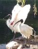 Ibis in breeding plumage