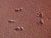 Kangaroo or wallaby track