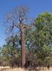 Kurrajong tree, Brachychiton australe
