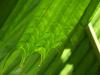 Licuala palm leaf