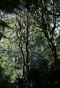 Melba Gully Beech trees