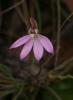 Orchid, Calydenia carnea