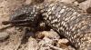 Shingleback