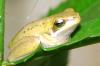 Tree frog in bathroom