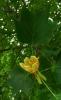 Tulip tree in flower