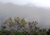 Wattle bush over Kanangra valley