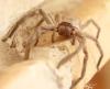 Wolf Spider on window sill