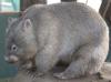 Wombat