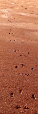 Tracks on dry lake