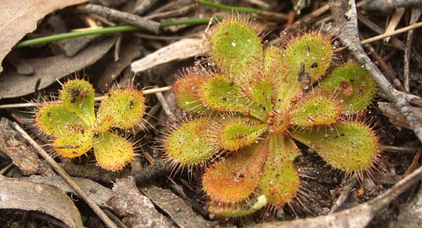 Two sundews