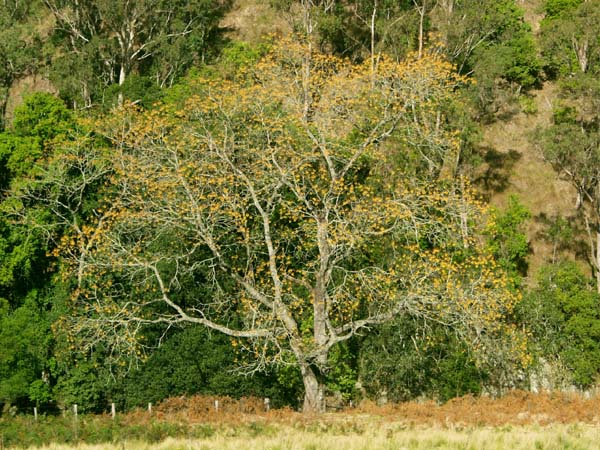 Yellow Cedar