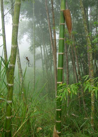 Giant spider in giant bamboo