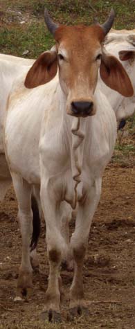 Gyr cow