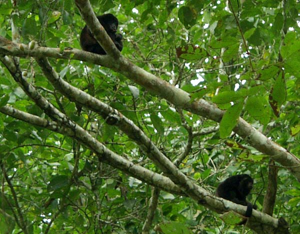 Howler monkeys