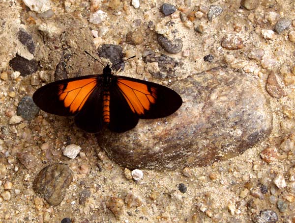 Orange and black butterfly