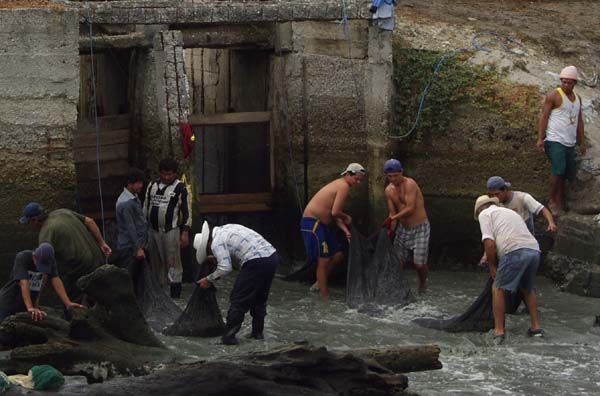 Organic shrimp harvest south of Pedernales