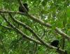 Howler monkeys