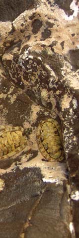 Chitons bookmark