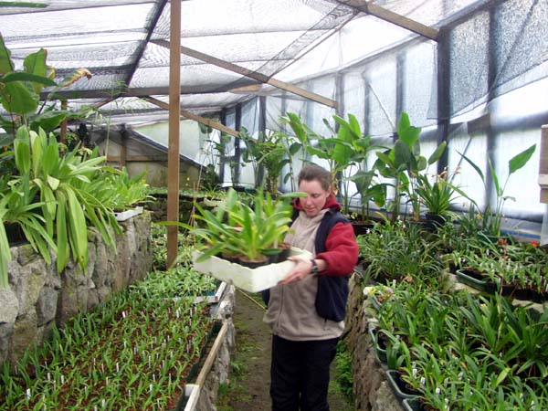 Dana carrying plants