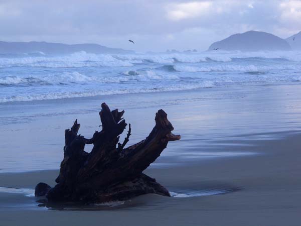 Driftwood