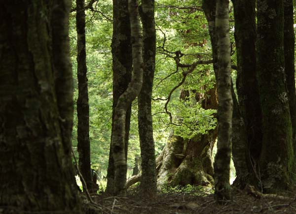 Hobbits' New Zealand