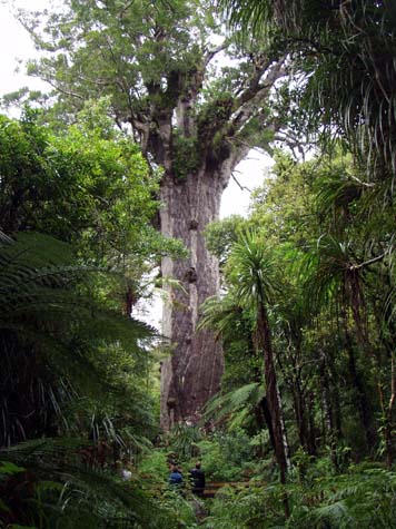 Kauri tree