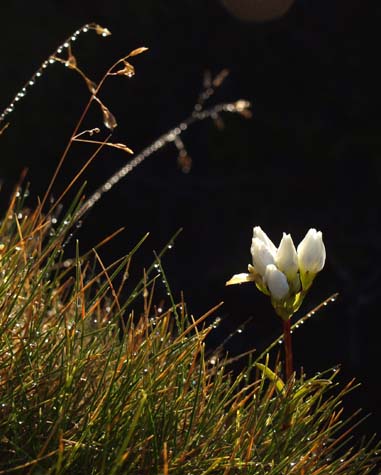 New Zealand's alpine plants