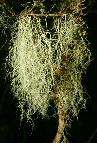 Old Man's beard lichen photo « By Land, Water and Air