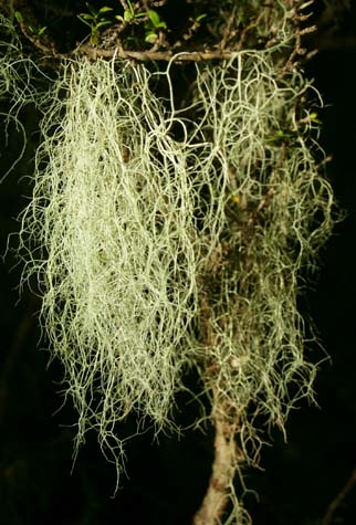 Old Man's beard lichen