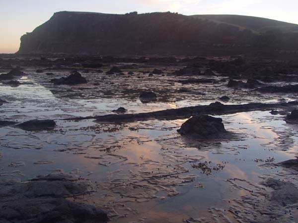 Petrified trees, Catlins