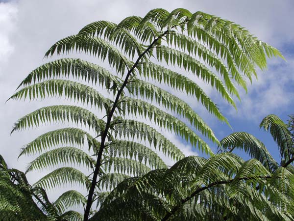 Ponga, New Zealand symbol