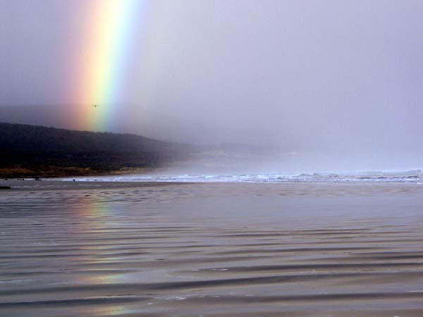 Rainbow and bird