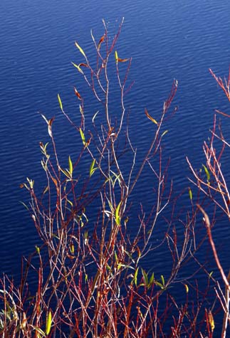 Red Osier over Lake Wanaka