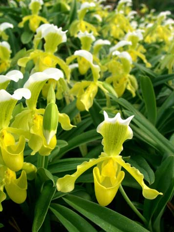 Rows of orchids