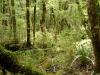 Abel Tasman forest