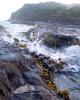 Bull kelp in Catlins