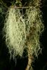 Old Man's beard lichen