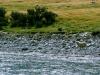 Sheep by Matukituki River